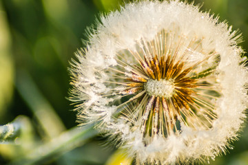 White dandelion flower covered with morning frost 