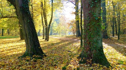 Barwy jesieni w parku w Strzelcach Opolskich Polska