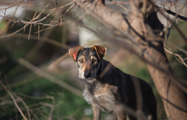 dog in the forest looking into the camera