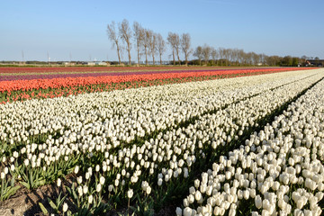 field of tulips