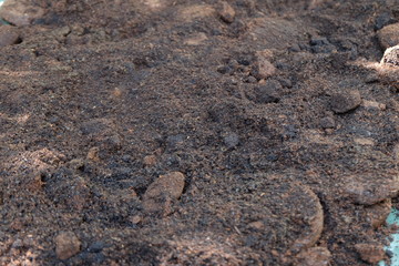 Unused coffee grounds are useful. By bringing to dry for use as fertilizer Used on all plants and for exfoliation