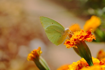 butterfly feeding juice of yellow marigold flower