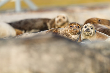 Kegelrobbe (Halichoerus grypus) auf Helgoland