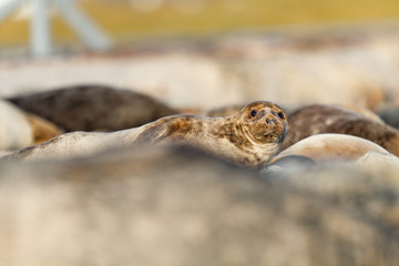 Kegelrobben (Halichoerus grypus) auf Helogland, Deutschland