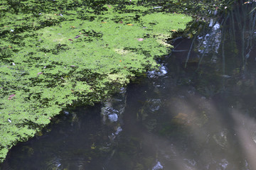 River overgrown with duckweed algae in the summer.
