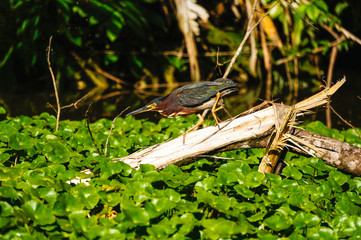 Green heron hunting on top of a log in a river