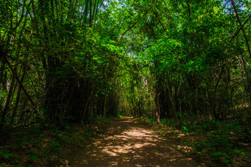 Bamboo park in tropical deep forest with pathway