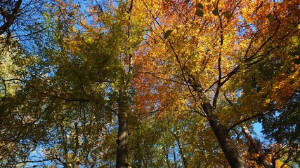 Barwy jesieni w parku w Strzelcach Opolskich Polska