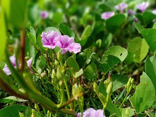 purple flower petals that grow near the river