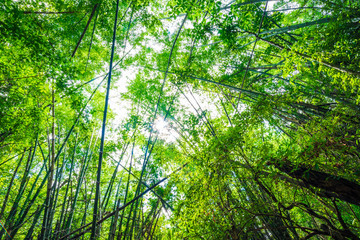 Green bamboo tree forest botanical background