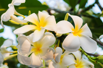 The plumeria flowers at the  branches of the plumeria tree