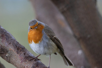 Robin on the tree