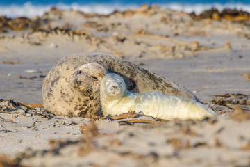 Kegelrobbe mit Junges auf Helgoland, Deutschland