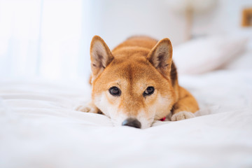 Pet Lover concept. Japanese dog on the bed in bedroom. Shiba Inu dogs that lying in the white bedroom. Shiba Inu is a Japanese dog that is famous throughout the world.