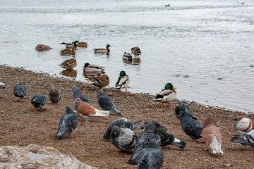 Obraz premium ducks and pigeons on the beach