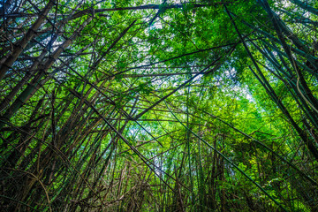 Fototapeta premium Green bamboo tree forest botanical background