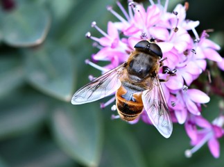 A drone fly or hoverfly, a bee mimic and pollinator on purple flowers in a Wonthaggi back yard garden in South Gippsland, Victoria, Australia
