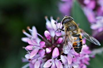 A drone fly or hoverfly, a bee mimic and pollinator on purple flowers in a Wonthaggi back yard garden in South Gippsland, Victoria, Australia