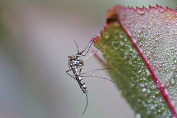 Mosquito resting on the grass. Male and female mosquitoes feed on nectar and plant juices, but many species of mosquitoes can suck the blood of animals.
