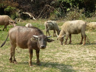 Kühe bei Nong Kiao, Laos