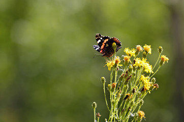 A red admiral butterfly feeds on yellow flowers