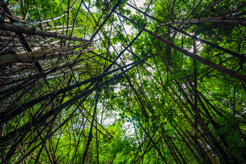 Green bamboo tree forest botanical background