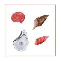 
Set of four seashells. Spiral shells, pearl shell. Watercolor illustrations for any design.