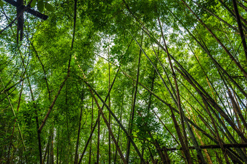 Fototapeta premium Green bamboo tree forest botanical background