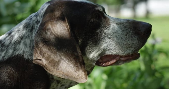 Older dog - german shorthaired pointer - relaxing outdoors in summer - side profile close up