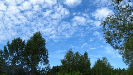 forest and sky