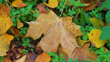 Barwy jesieni w parku w Strzelcach Opolskich Polska