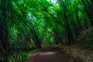 Bamboo park in tropical deep forest with pathway