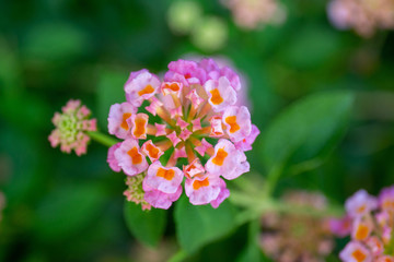 Red ,orange and yellow Lantana camara flowers with  blurred background.