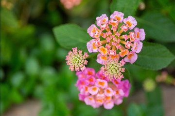 Red ,orange and yellow Lantana camara flowers with  blurred background.