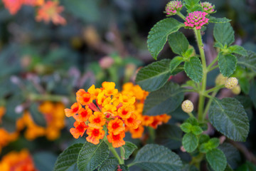 Red ,orange and yellow Lantana camara flowers with  blurred background.