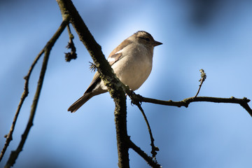 pinson des arbres