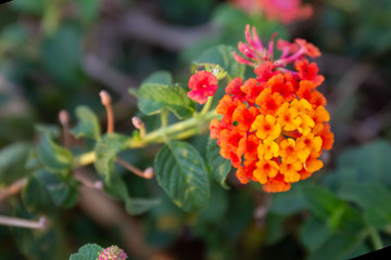 Red ,orange and yellow Lantana camara flowers with  blurred background.