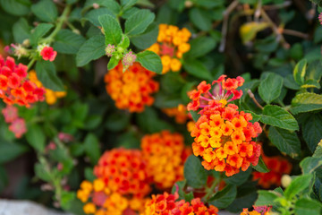 Red ,orange and yellow Lantana camara flowers with  blurred background.