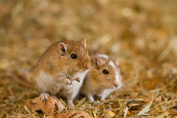 Mongolische Wüstenrennmaus (Meriones) als Haustier