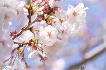 桜の鼻