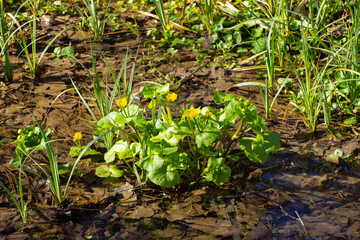 Marsh marigold with yellow flowers growing in the water reflecting trees, Caltha palustris or Sumpfdotterblume