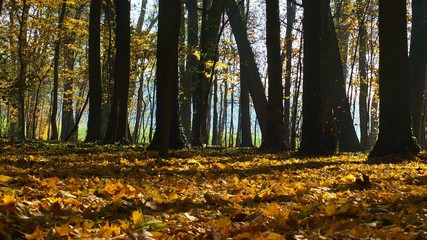 Barwy jesieni w parku w Strzelcach Opolskich Polska