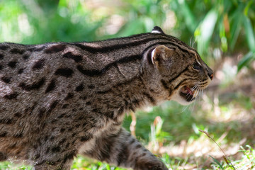 Chat viverrin. Chat pêcheur en gros plan