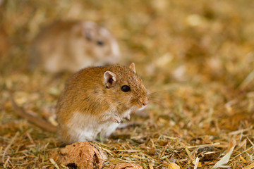 Mongolische Wüstenrennmaus (Meriones) als Haustiere