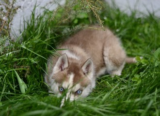 
Dog breed Siberian Husky, sled dogs, puppies, small puppies, sledding, copper-colored puppies, fawn puppies, blue-eyed dogs, multi-eyed dogs, husky