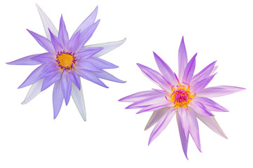 Beautiful Nymphaea (Hybrid)lotus flower bouquet isolated on the white background. Photo with clipping path.