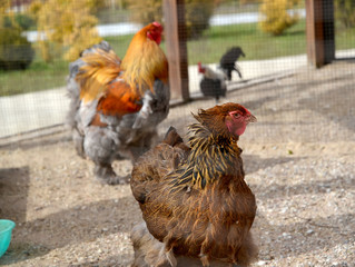 Chicken and cock of Vietnamese breed Kohinhin in the volver