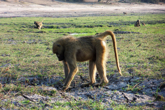 Ursinus Bilder Durchsuchen 3,716 Archivfotos, und