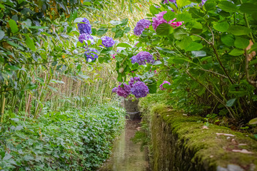 Hortensias dans jardin zen Japonais.