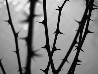 Branches with thorns and blurred background.